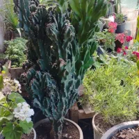 گل کاکتوس صخره ای