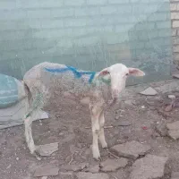 یک عدد بره نر آذوقه بزرگ