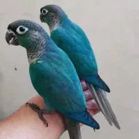 گیرینچیک و راهب رام و دستی سخنگو