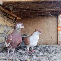 خال دم افشون کاکلی