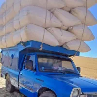 کاه دیم تحویل درب منزل