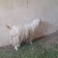 یک عدد بز نر جوان خیلی پر گوشت با ذبح در محل ما