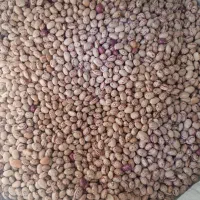 ۲۶۰کیلو لوبیا چیتی درجه ۱ بذری کوشا