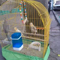 عروس هلندی