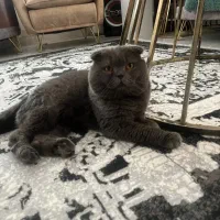 گربه|گربه|ملارد, |دیوار