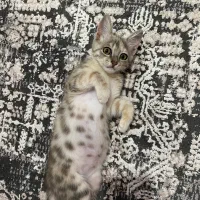 واگذاری رایگان بچه گربه
