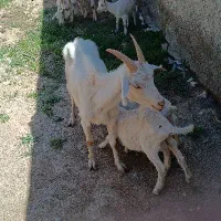 سانن سه قلو زا