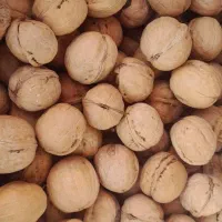 گردو خارجی عمده
