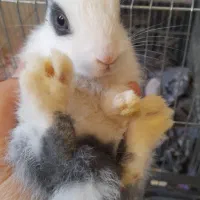 بچه خرگوش خوشگل و سالم درجه یک
