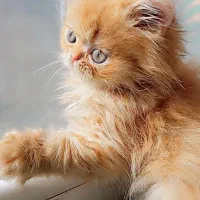 گربه پرشین گارفیلدی نر