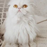 گربه پرشین شازده خانم