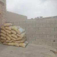 بذر شوید