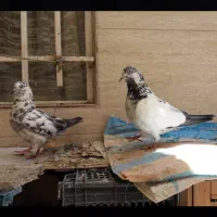 کبوتر پرشی