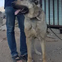 سگ پژدر