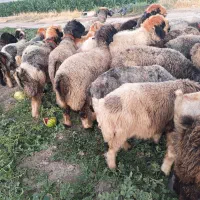 میش بختیاری
