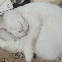 گربه سفید پرشین