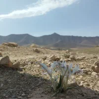 کتاب رایگان