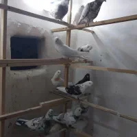 کفتر پرشی