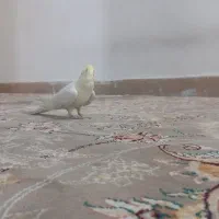 گمشده