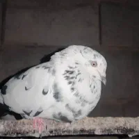 کبوتر