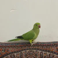 طوطی ملنگو