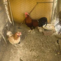 مرغ خروس محلی