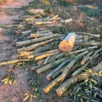 هرس . قطع درخت . خرید انواع چوب