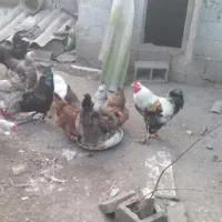 خروس محلی|حیوانات مزرعه|رشت, حومه رشت|دیوار