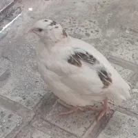 بلدرچین نروماده