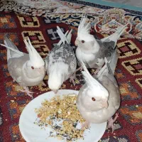 عروس هلندی
