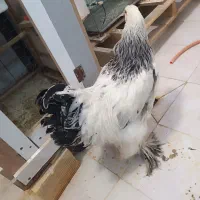 خروس برهما