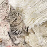 واگزاری بچه گربه زیبا