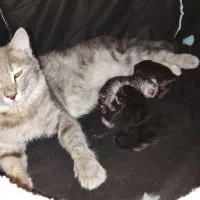 فروش توافقی گربه اسکاتیش و بریتیش