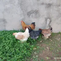 مرغ و خروس برهما