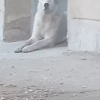واگزاری سگ الابای ۶ ماهه