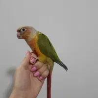 پرنده