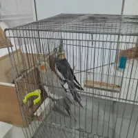 عروس هلندی با جوجه