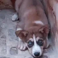 سگ هاسکی