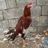 خروس لاری