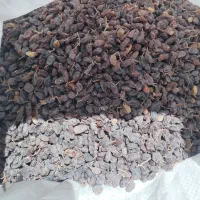 کشمش افتابی بوانات