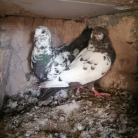 کبوتر سینه مشدی