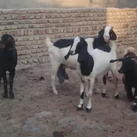 بز جوان دقلوزا
