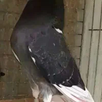 کبوتر گمشده