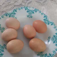 تخم مرغ رسمی