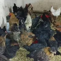 مرغ محلی تخمگذار