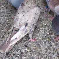 مرغ عشق