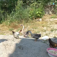قو غاز اوکراینی