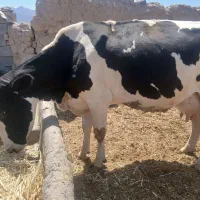 گاوشیری ابستن
