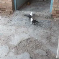 پرنده