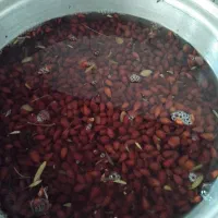 بادام کوهی